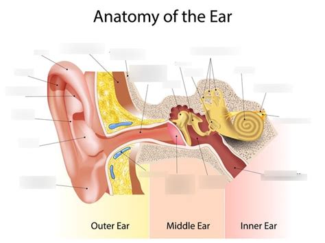 sense of hearing Diagram | Quizlet