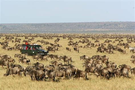 Plan a 2020 Masai Mara Safari | Go2Africa