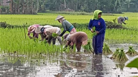 Inspirasi Terbaru Gambar Orang Menanam Padi, Trend Terbaru!