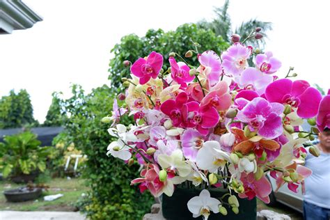 An orchid farm in Bulacan makes the luxury plant available for all ...