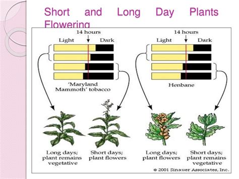 Physiology of flowering, photoperiodism