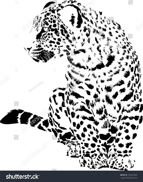 Black White Vector Sketch Leopard: стоковая векторная графика (без лицензионных платежей ...