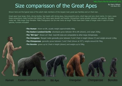 Pin by 🆁🅰🅳🆂 on Size Matters | Great ape, Apes, Animal facts for kids