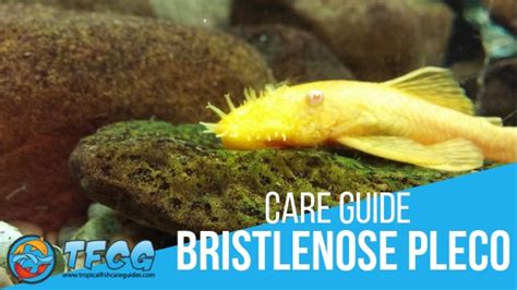 Bristlenose Pleco: Care Guide (Tank Setup, Food, Lifespan & Breeding)