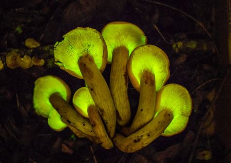 Hunting Mushrooms, and What Makes Some Glow in the Dark - The New York ...