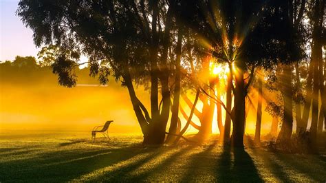 Sunrise, morning, fog, trees, sun rays wallpaper | Nature and Landscape ...