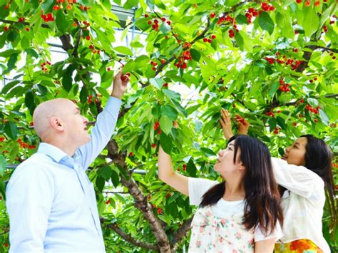 Cherry Picking | Fukushima Guide - Fukushima City Tourist Information