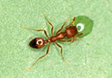 Pharaoh Ants - Pest Control Houston Gulf Coast Exterminators