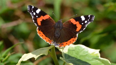 Big Butterfly Count: Which common UK species to look for - BBC News