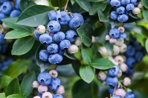 Best Berry Plants for Edible Landscaping