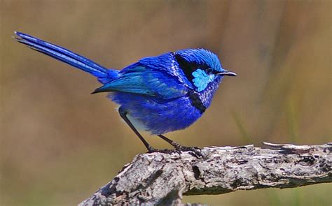 Splendid Fairy Wren