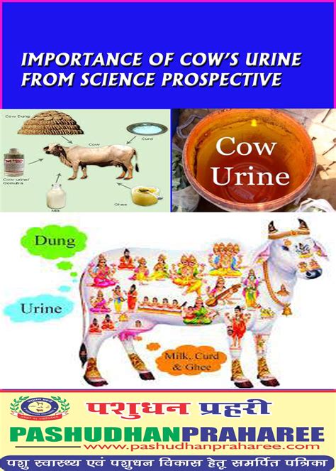 Importance Of Cow Urine In Agriculture - All About Cow Photos