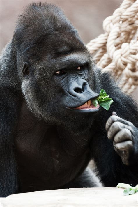 Gorilla Eating Free Stock Photo - Public Domain Pictures