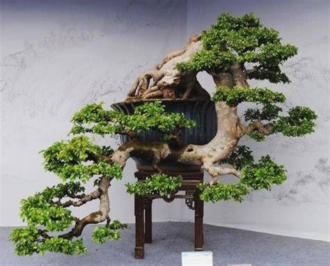 Top Juniper Bonsai Cascade Style PNG - Hobby plan