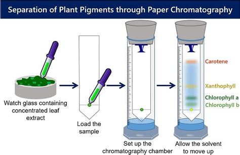 Separation of Plant Pigments by Paper Chromatography - Biology Reader