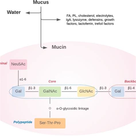 Biochemical composition of mucus and the structure of mucin ...