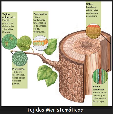 Clasificación de los Tejidos Vegetales