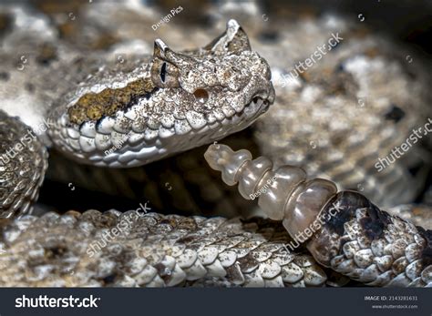 10,514 Rattlesnake Venom Images, Stock Photos & Vectors | Shutterstock