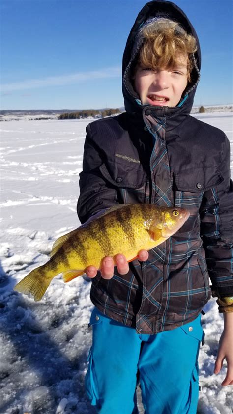 Local fishers getting trophy perch and trout at Ashton Reservoir - East ...