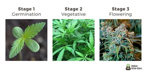 Weed Plant Stages - Indoor Grow Guru | How to G...