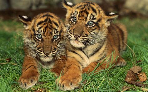 free-review.net | Tiger cub, Baby tigers, Cute tiger cubs