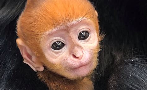 Adorable baby monkey unveiled at Philadelphia Zoo, with video ...