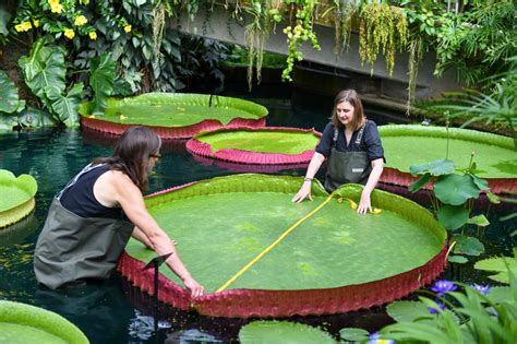 A New Water Lily Species Has Just Been Discovered At Kew Gardens