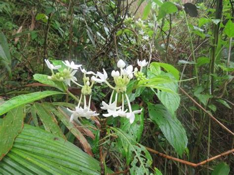 Morinda angustifolia · iNaturalist