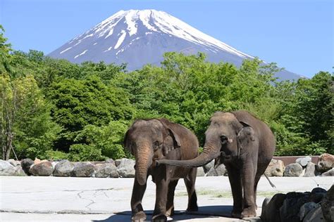 Fuji Safari Park (Susono) - 2020 All You Need to Know BEFORE You Go (with Photos) - Tripadvisor