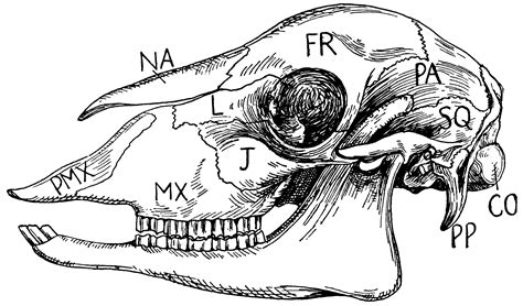 Sheep Skull | ClipArt ETC