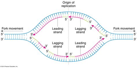 dna replication - Does DNA polymerase always go the same direction ...