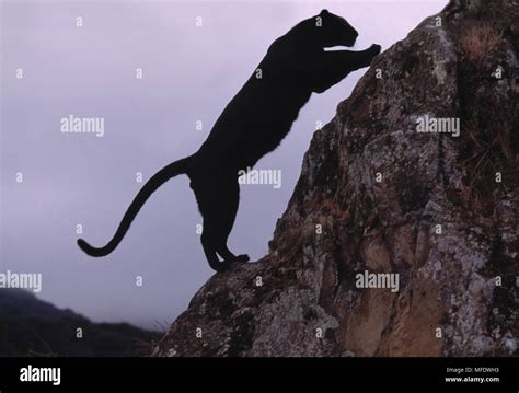 BLACK PANTHER Panthera pardus stalking prey Stock Photo - Alamy