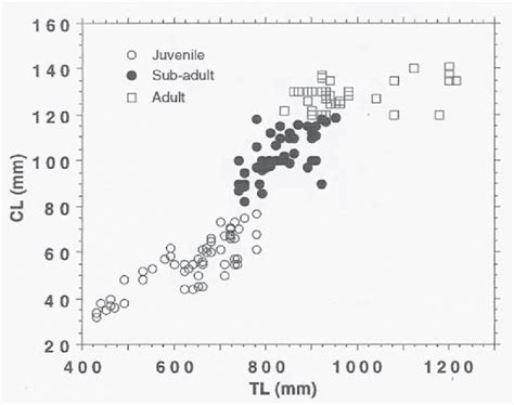 Clasper length (CL) vs total length (TL) in male Rhizoprionodon acutus | Download Scientific Diagram