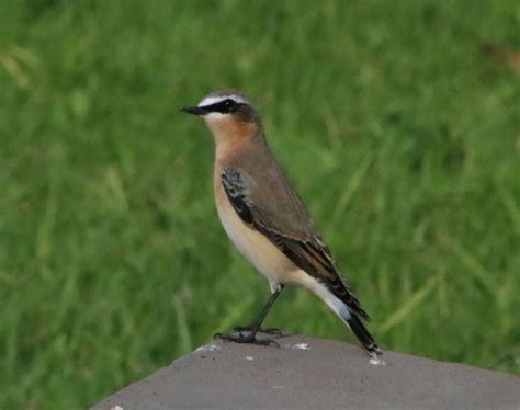 Northern Wheatear | BirdForum