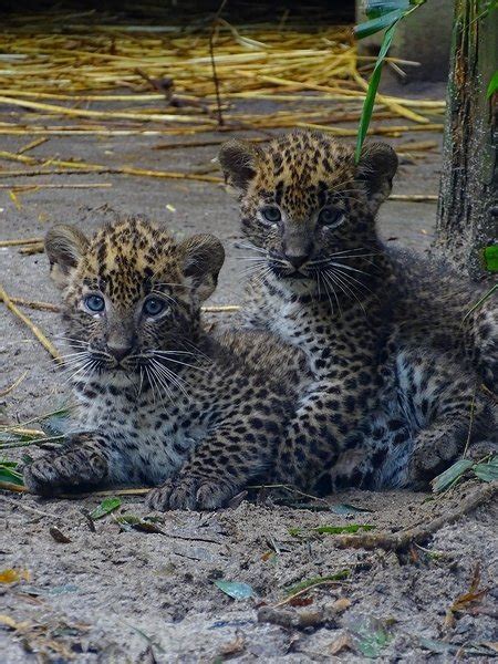 Sri Lankan leopard cubs - ZooChat