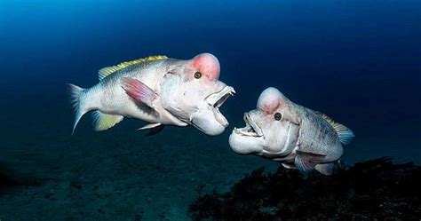 (Kobudai) Asian Sheepshead Wrasse Facts: They Change Gender from Females to Males - Odd Facts