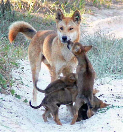 The Dingo - Australia's Wild Dog (Canis lupus dingo) - DesertUSA