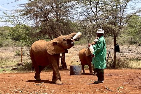 What To Expect When Visiting Sheldrick Elephant Orphanage