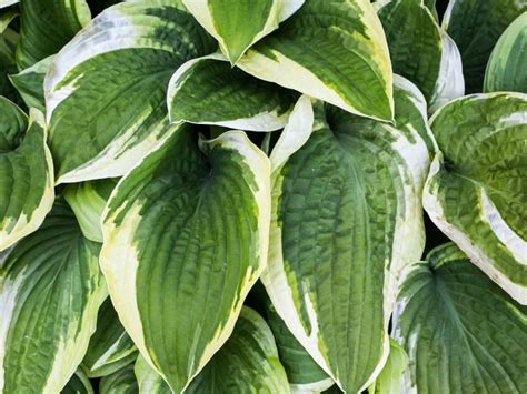 Hosta Diseases: How do you identify them? - Northern Nester