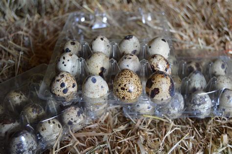 1 Dozen (12) Quail Eggs - Chestnut Tree Farm - Fresh Quail Eggs Delivered Across The UK