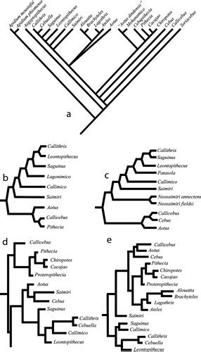 Evolutionary Morphology, Platyrrhine Evolution, and Systematics ...