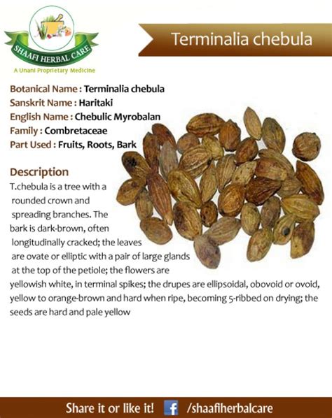 benefits of Terminalia chebula| Chebulic Myrobalan,Haritaki