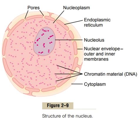 Nucleus and Nuclear Membrane - Physical Structure of the Cell