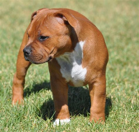 Beautiful Staffie pup | American staffordshire bull terrier, Staffy pups, Working dogs