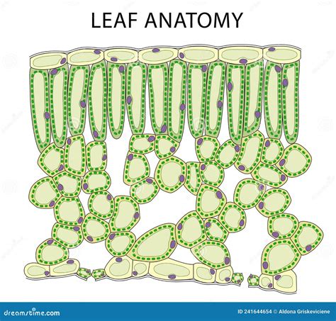 Education Chart Of Biology For Cross Section Of Leaf Diagram Stock ...