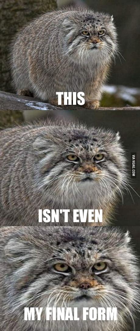 Pallas Cat Meme