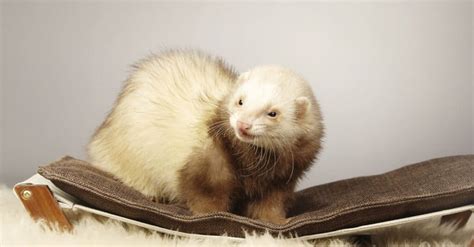 How Big do Ferrets Get? - A-Z Animals