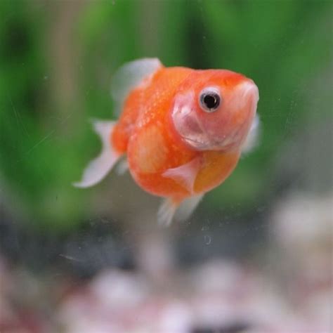 a goldfish in an aquarium looking at the camera