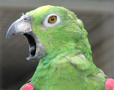 Parrot noises - parrot who talks | Why is my parrot making noises?