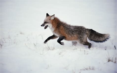 Online crop | brown and black snow fox hunting HD wallpaper | Wallpaper Flare